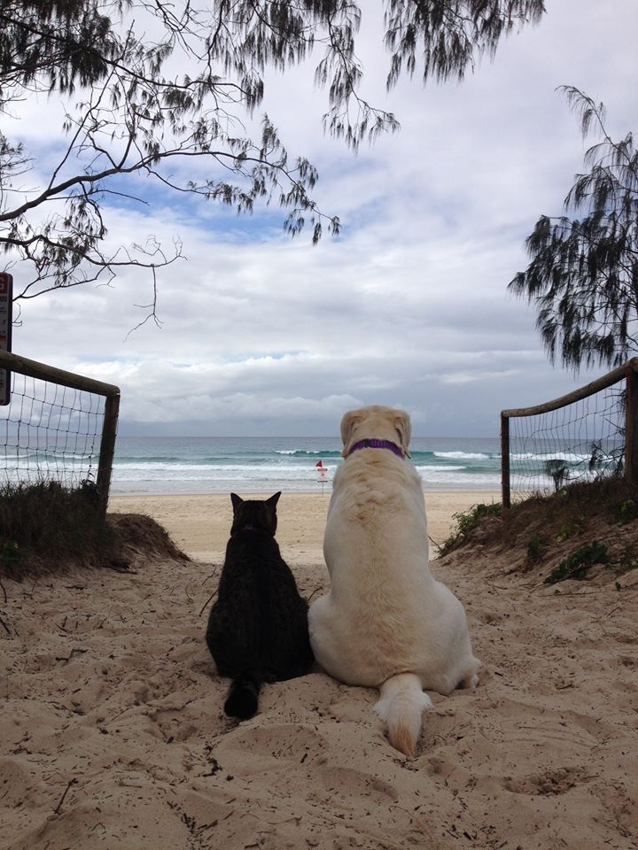 “I don’t know, dude… Kind of mushy… Nothing great, but ridable. What do you think?”
Photo by ©Malibu Dog Training