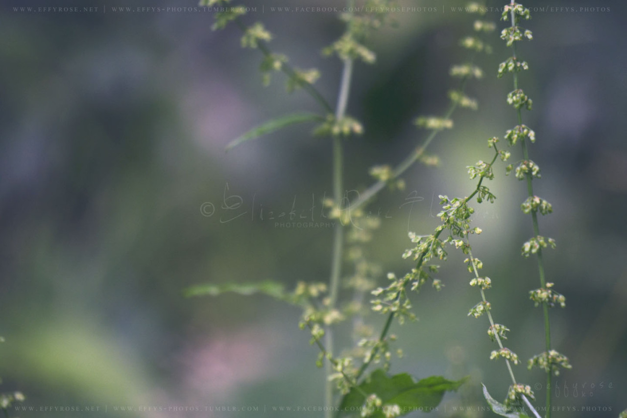 effys-photos:    Amongst The Green - (Ⓒeffys-photos)Full Set | Buy Prints | Website