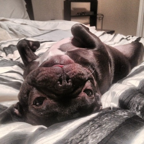 Abbey is so #relaxed! #ilovemydog #frenchy #frenchbulldog #dog #squishyfacecrew #dogsofinsta