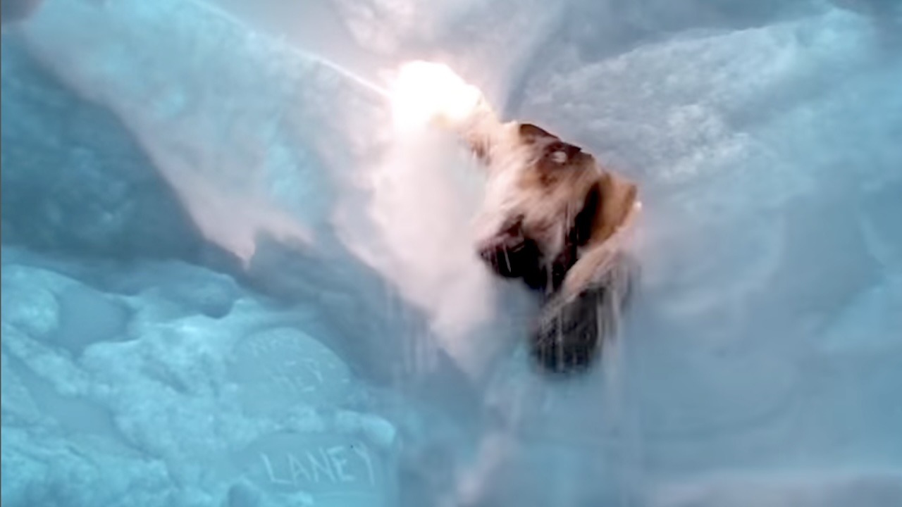 Determined Rescue Dog Locates Person Buried Under Snow in a Mock Avalanche Qualification Test