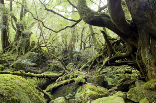 Yakushima by Joe Collver