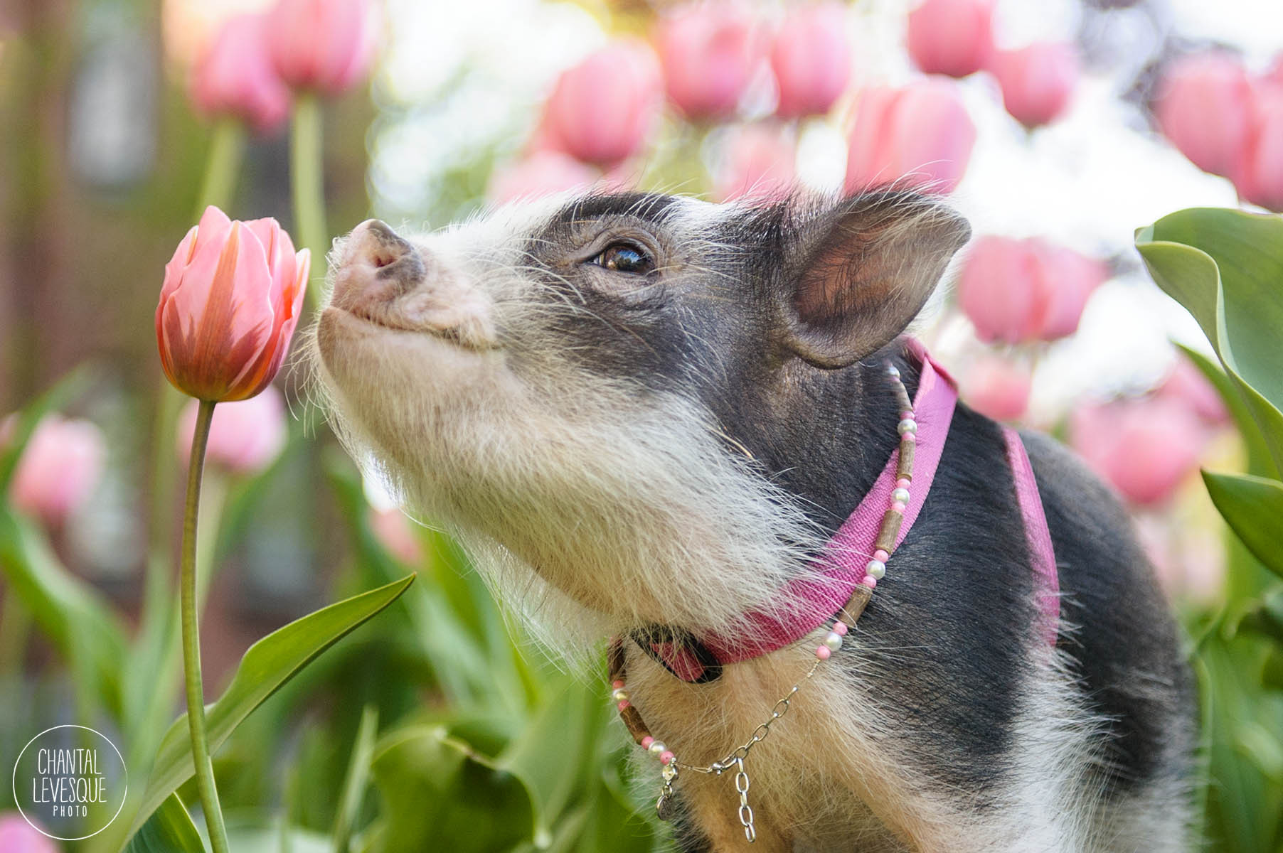 Свинка с цветами. Поросенок с цветочком. Красивая Свинка. Мини Пиги.