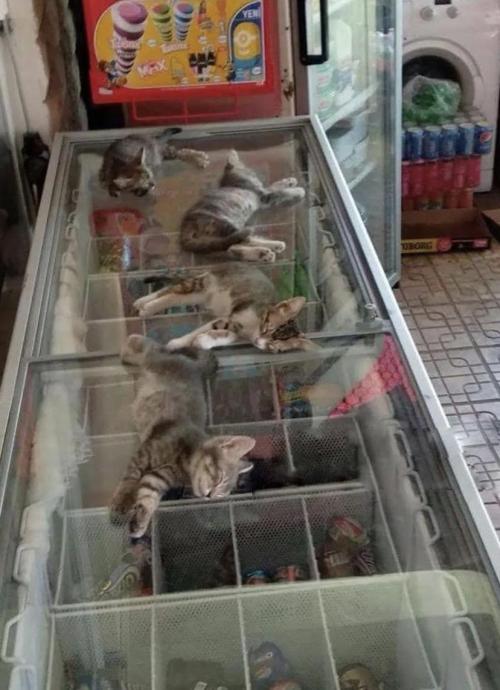 petkota: The street is very hot, so the saleswoman allows kittens to go into the store and sleep on 