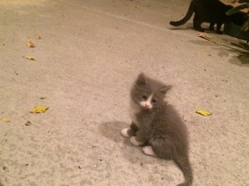 thought some pictures of kittens might cheer you up! - astronomic-explorer THEY’RE SO TEENY TI