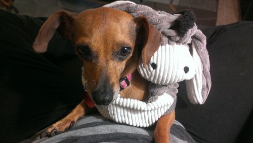 My dachshund named Jelly Belly in her Eeyore costume :)