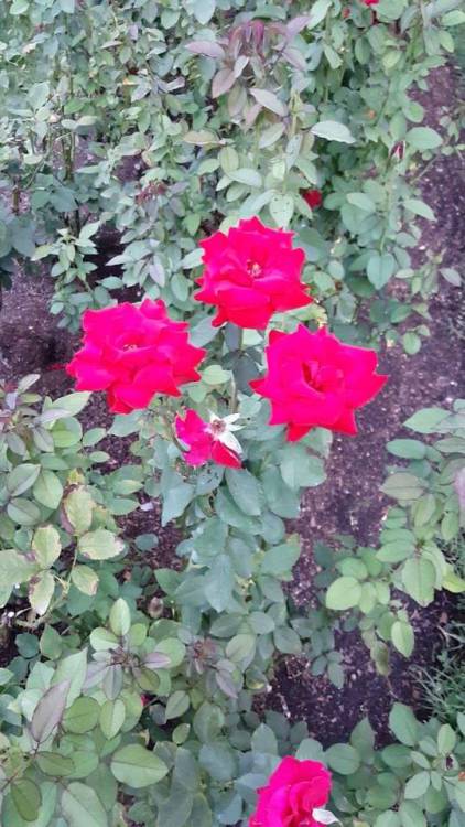 trans-witch-lexi:  I went to a rose garden and it was so beautiful!!!