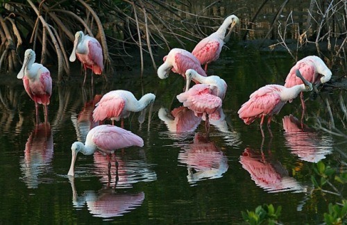 Roseate Spoonbill Appreciation Post