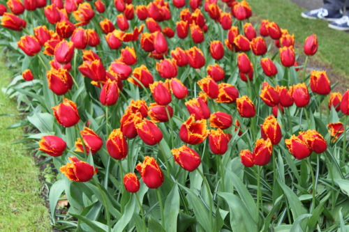 “Tulip Festival” in Keukenhof, Netherlands 2013