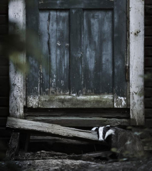 Porn photo    Abandoned Cottages in the Woods Overtaken