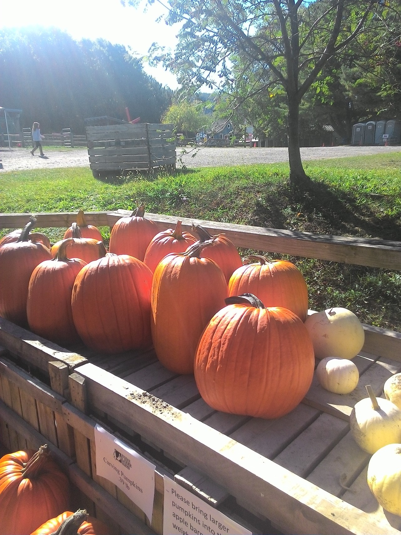 We’ve been having glorious fall weather. On Monday it was 70 and sunny, in other