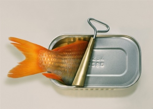 Dominic Rouse for ArtsGraftsa - b) Canned Fishc) Fish Can’t