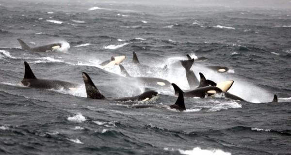 arlluk:&ldquo;In my 25 years studying wild orcas in Alaska’s Prince William
