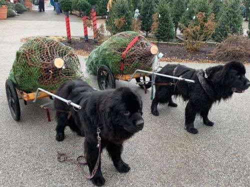 doggos-with-jobs:This Christmas tree farm has Newfies that cart your tree to your car for you