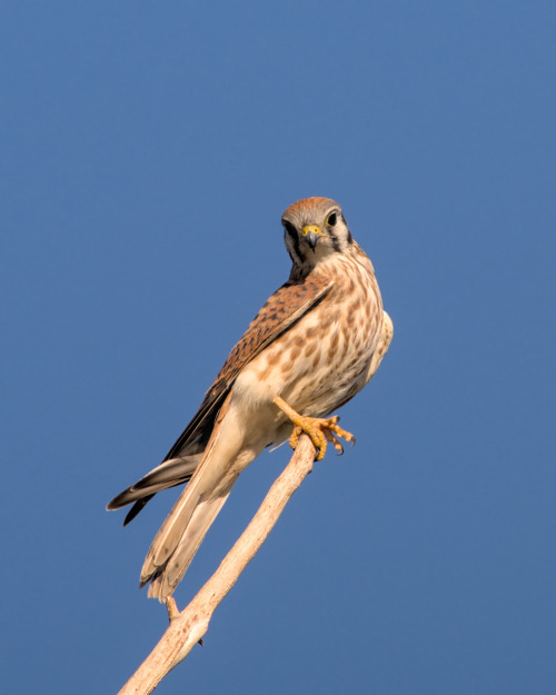 ajaxbird