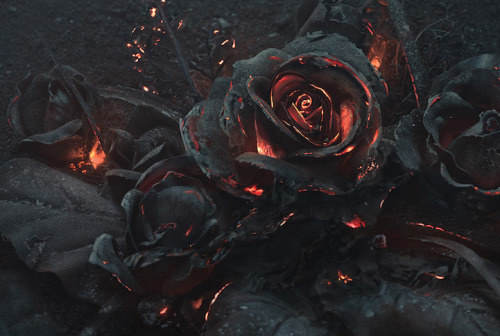 mymodernmet:  Photographer Captures the Poetic Beauty of a Smoldering Rose Bouquet
