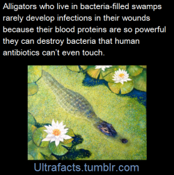 ultrafacts:  (Fact Source) Follow Ultrafacts