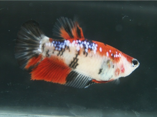 Halfmoon Koi Betta, Female