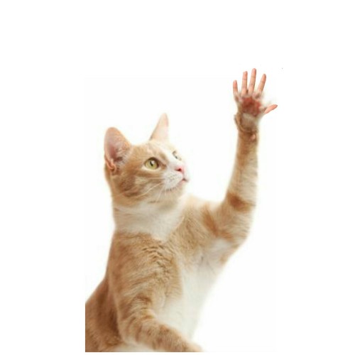 shittyidea:  “I’m not the one who submitted cats with human fingers but I loved it so much I decided to create it. I’m horrified.”