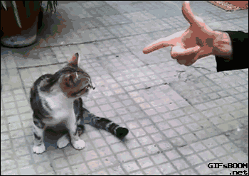laughingsquid:  Black and White Tabby Cat Plays Dead When Shot With a Finger Gun