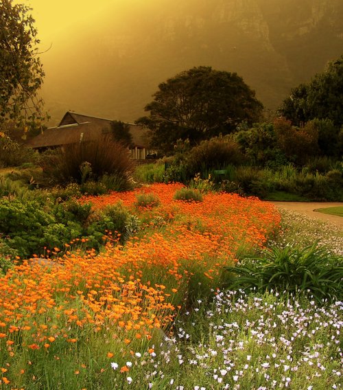 coiour-my-world: The National Botanic Gardens of South Africa || Kirstenbosch, Cape Town.