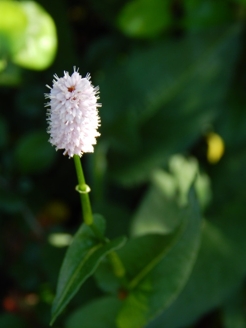 Bistorta officinalis, isokonnantatar