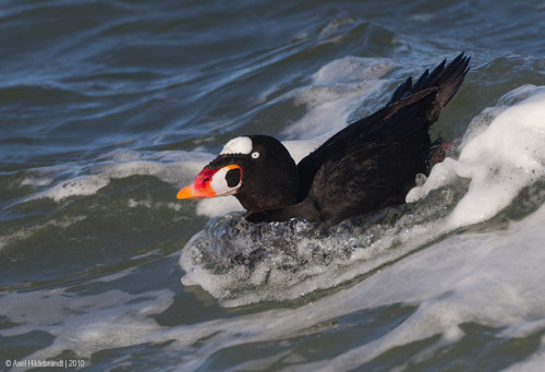 ainawgsd:The surf scoter (Melanitta perspicillata) is a large sea duck native to North America. Adul