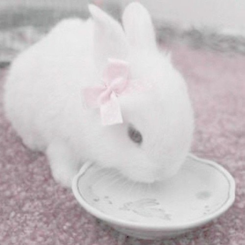 I Love Bunnys..