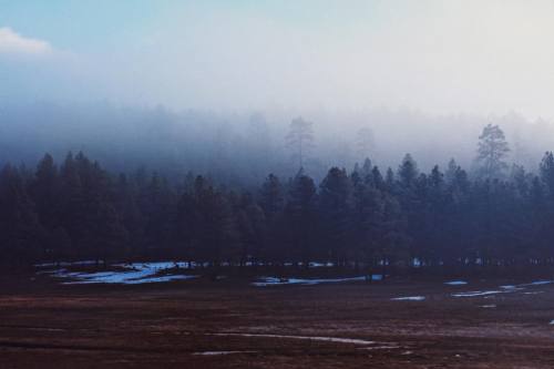 Had an especially beautiful drive up to Flag yesterday thanks to all that fog (at Flagstaff, Arizona