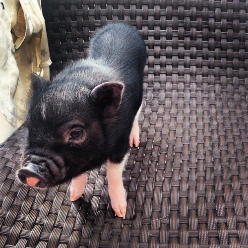 bigdealdawson:I LOVE my little #piglet Earl! #BringitHome @samsungcanada #cute #pet #pig ❤Look at th