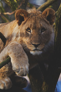 thelavishsociety:Lion Cub by Bruno Stadelmann