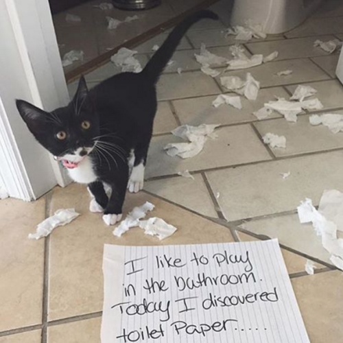 pet shaming