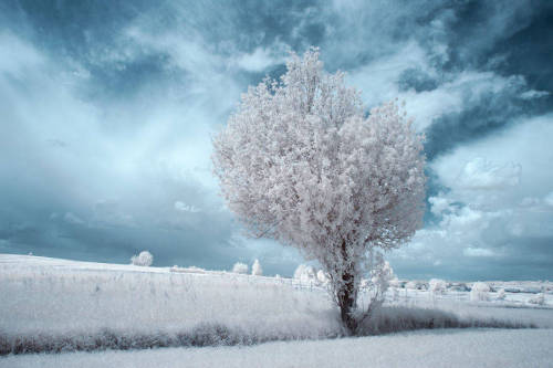 bobbycaputo:  Infrared Nature Photography by Przemyslaw Kruk   