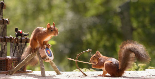 archiemcphee: Squirrels + Games of Thrones = Squirrel Game of Thrones, an awesome wildlife photo project created by Dutch photographer Geert Weggen.  “Game of Thrones” is such an inspiring and wonderful series. I had to create photos of squirrels