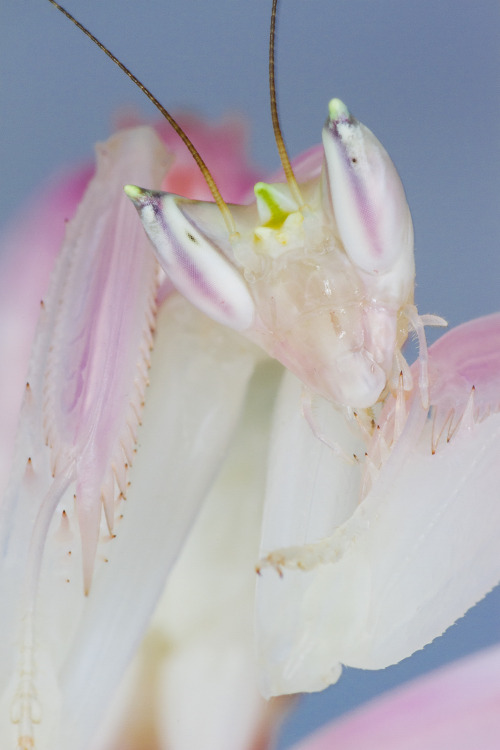 onenicebugperday: Orchid Mantis (Hymenopus coronatus), L6 FemalePhotos by Frupus