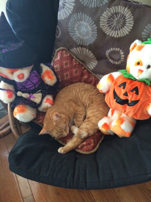 littlemisssquidy: Captain Lucius von Snugglepants is all ready for Halloween!