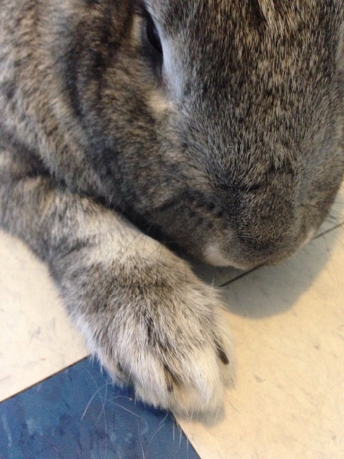 dappled wee front paws&hellip; (okay, not so little!)