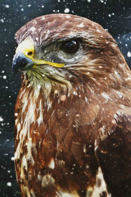 ilaurens:  Raptor - By: (Cluke ...)