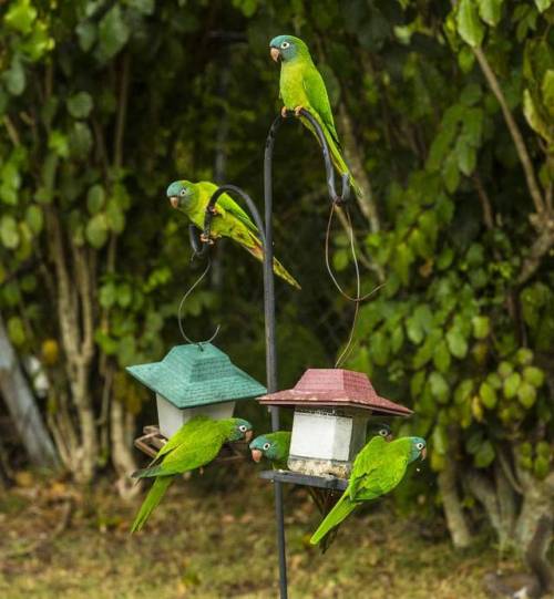 Free Range Parrots #parrot #parrots #freerange #bird #birds #colorful #green #lush #brilliant #rare 