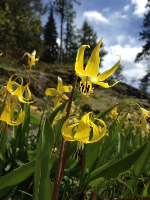 bchighlander: I walked through thousands of these yellow flowers, always turning their heads down an