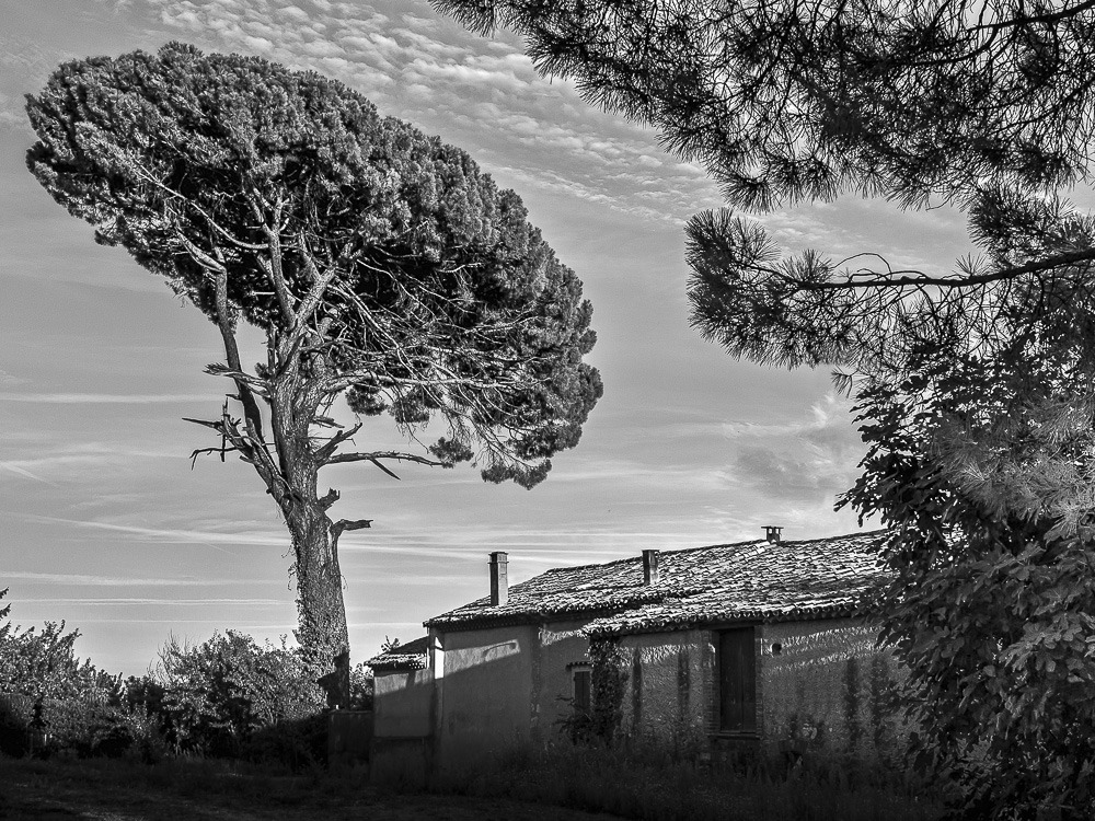 Campagne viticole dans l'Hérault by jocra57