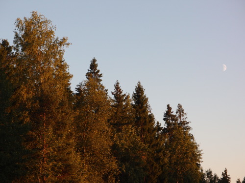 Half moon at sunset, autumn approaching