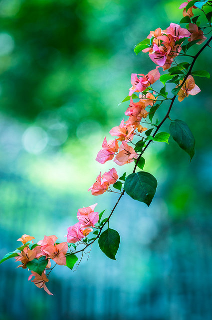 blooms-and-shrooms:  Paper flower by Henry Sudarman on Flickr. 