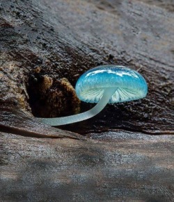 blunt-science:    The Blue Mycean Mushroom,