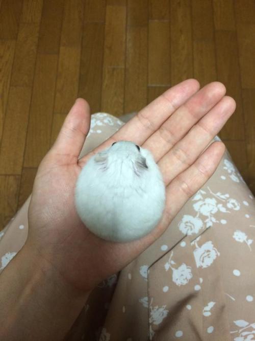 seeriously:  fadeintocase:  rats-for-candy:  holy cow  the fur orb  I keep seeing this lil guy on my dash and its just… so round… so small… so pure… 