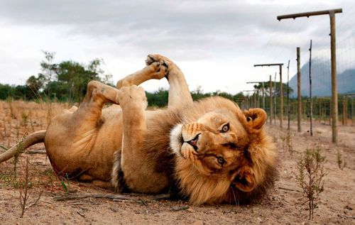riannafinch:  “Whatcha thinkin’ bout?” “Oh, just lion stuff I guess” 