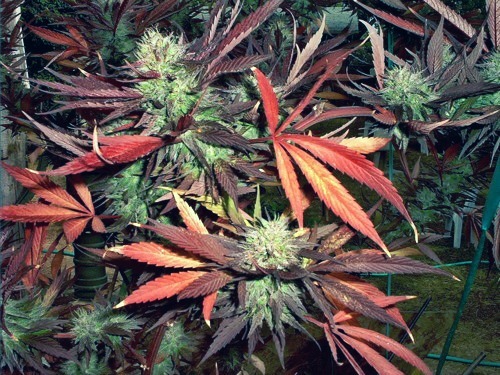 hrpuffnpuff:  Exotic beauties.