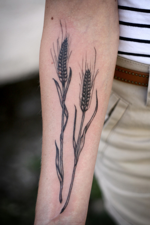alicecarrier:  wheat stalks on calantha, owner of elora bread trading co. in ontario.  