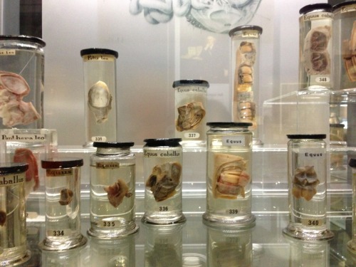 graveyarddust: Visited the Hunterian museum yesterday