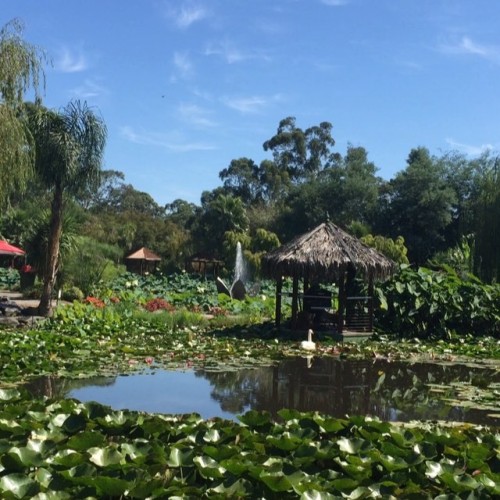 oceaniatropics:  blue lotus watergarden, yarra junction, victoria, australia