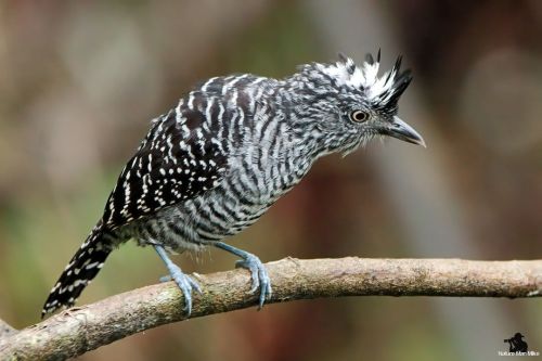 Barred Antshrike ♂️#nature_worldwide_birds #bird_captures #your_best_birds #earthcapture #barredan